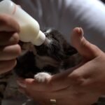 kitten-4199978_1280