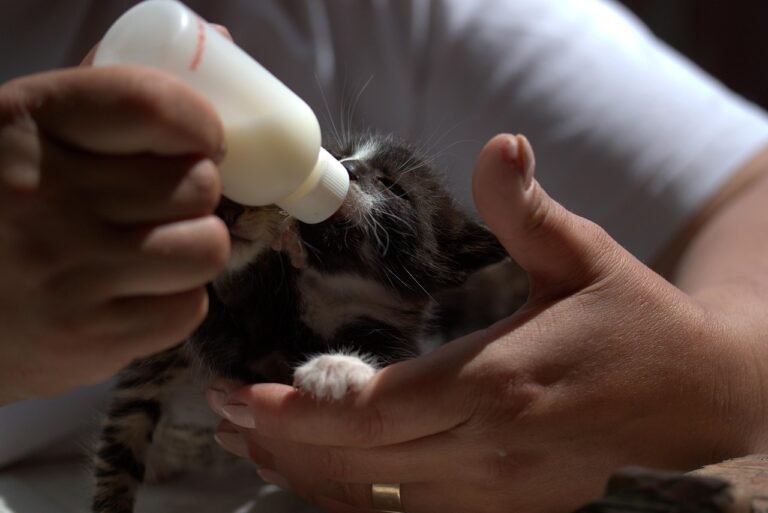 kitten-4199978_1280