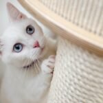 kitten-4557097_1280