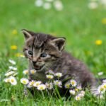 kitty-2948404_1280