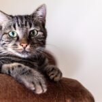 simba-8618301_1280 (2)
