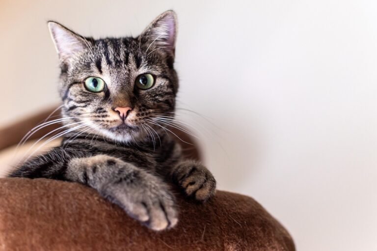 simba-8618301_1280 (2)