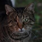 the-cat-2764886_1280