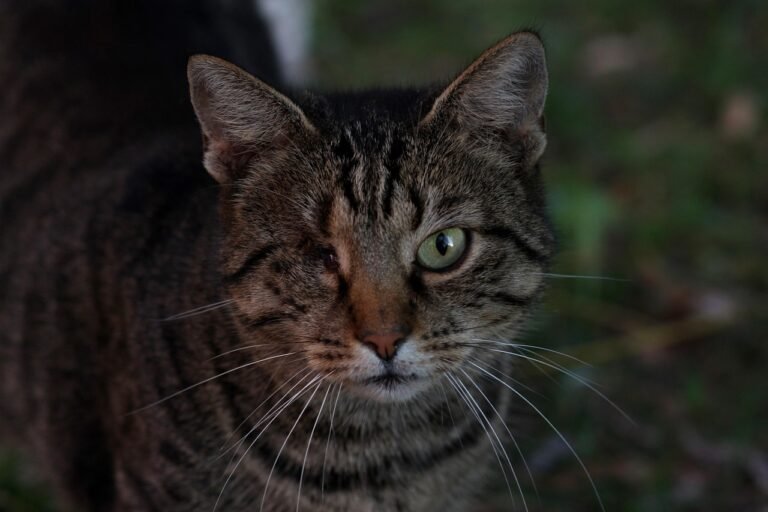 the-cat-2764886_1280